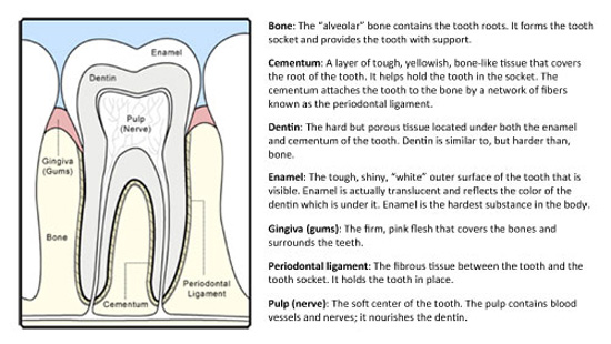 Surfaces Of The Teeth Chart